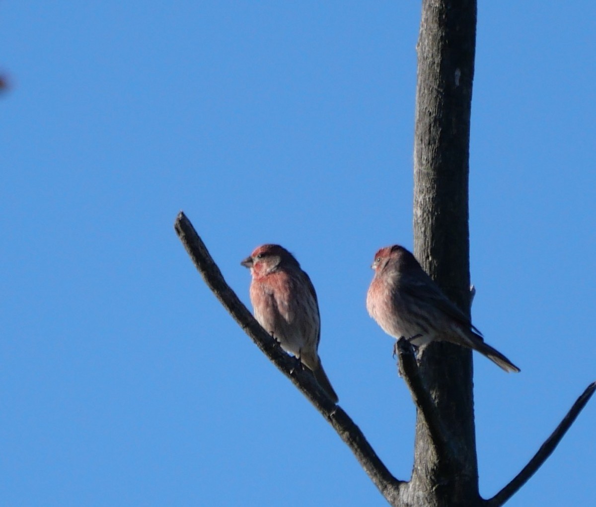 House Finch - ML644284693