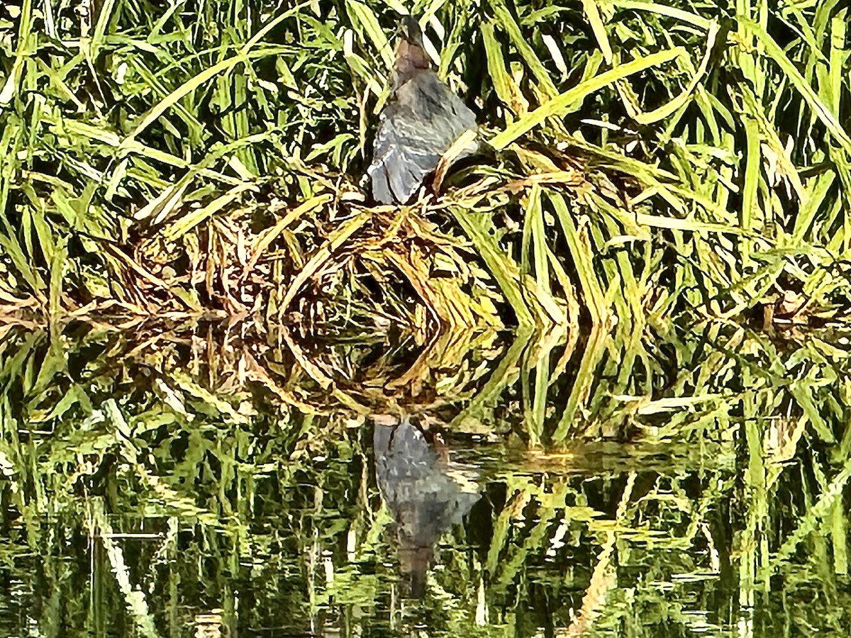 Green Heron - ML644284696