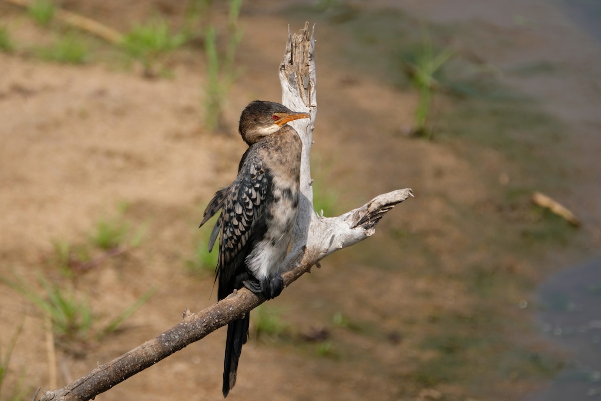 Uzun Kuyruklu Karabatak - ML644284699