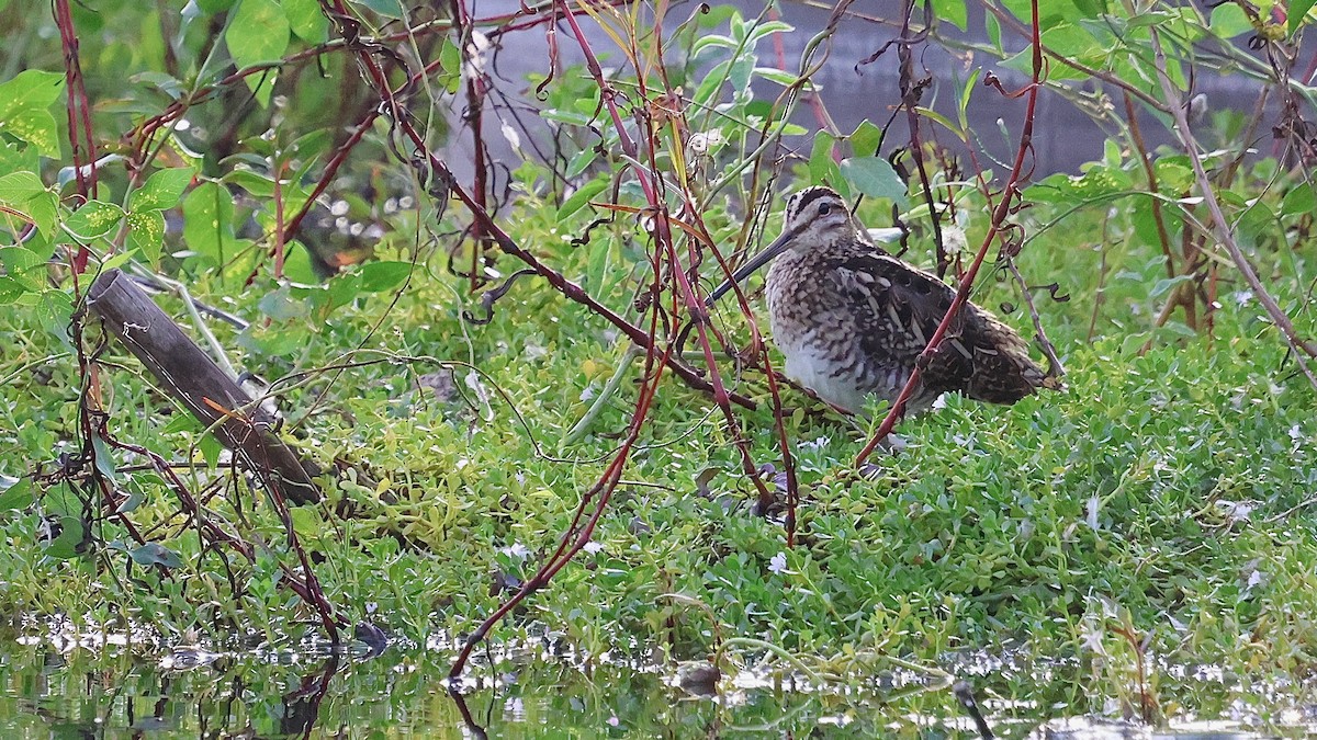 חרטומית ביצות - ML644284703