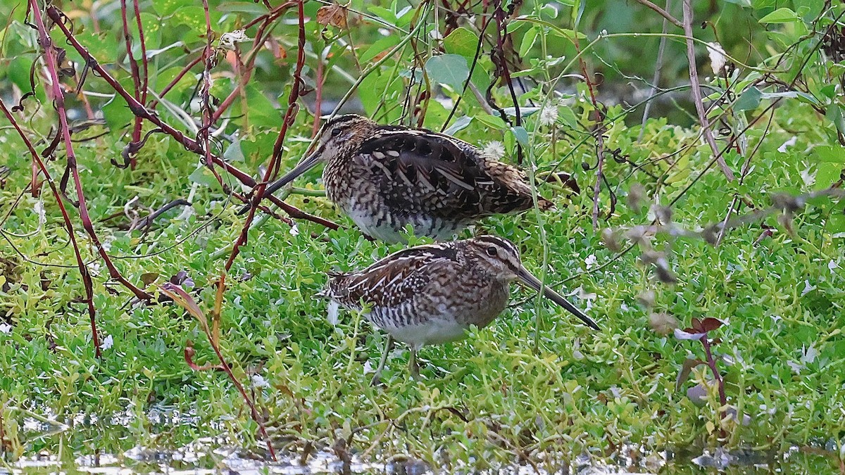 חרטומית ביצות - ML644284704