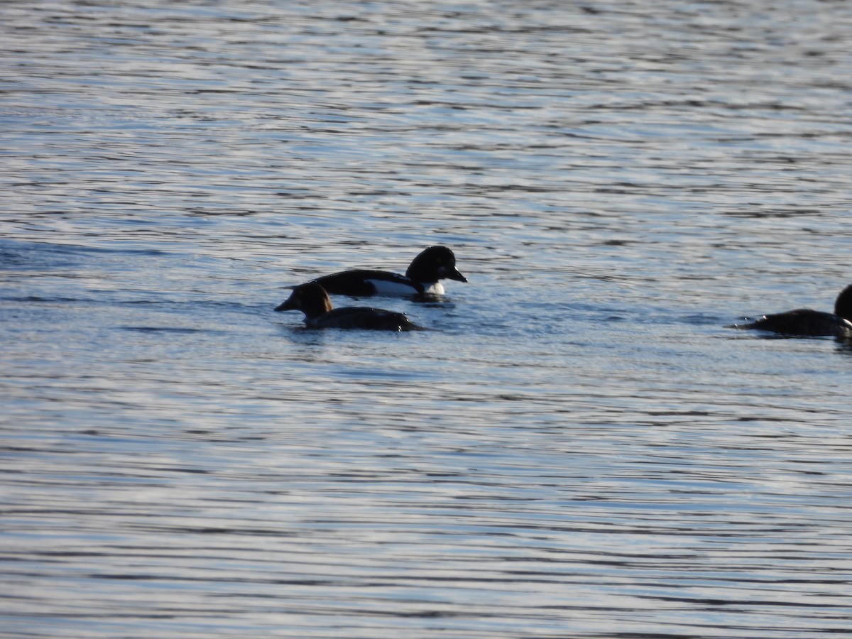 キタホオジロガモ - ML644284705