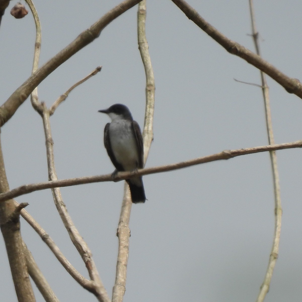 Schieferrücken-Königstyrann - ML644284707