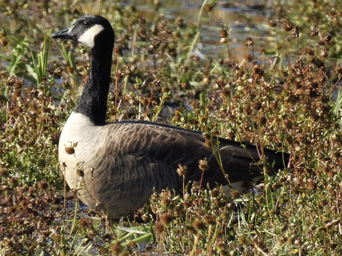 Oca canadese maggiore - ML644284725