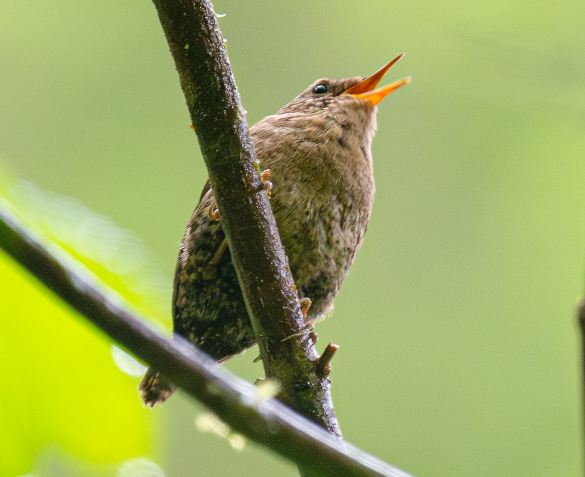 Pacific Wren - ML644284727