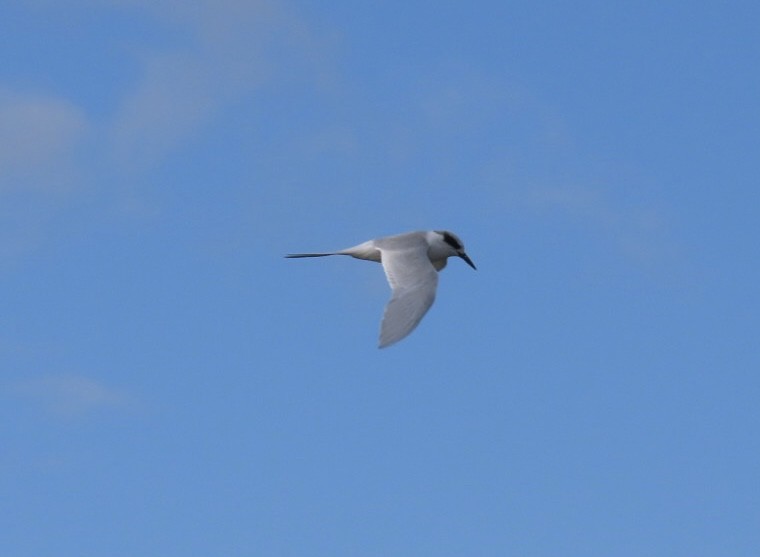 Крячок неоарктичний - ML644284728