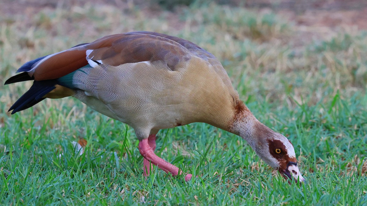 יאורית - ML644284734