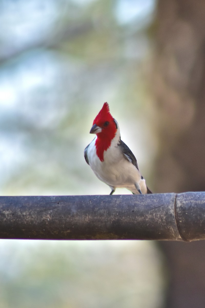 Red-crested Cardinal - ML644284739