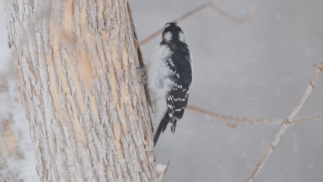 Sert Tüylü Ağaçkakan - ML644284741