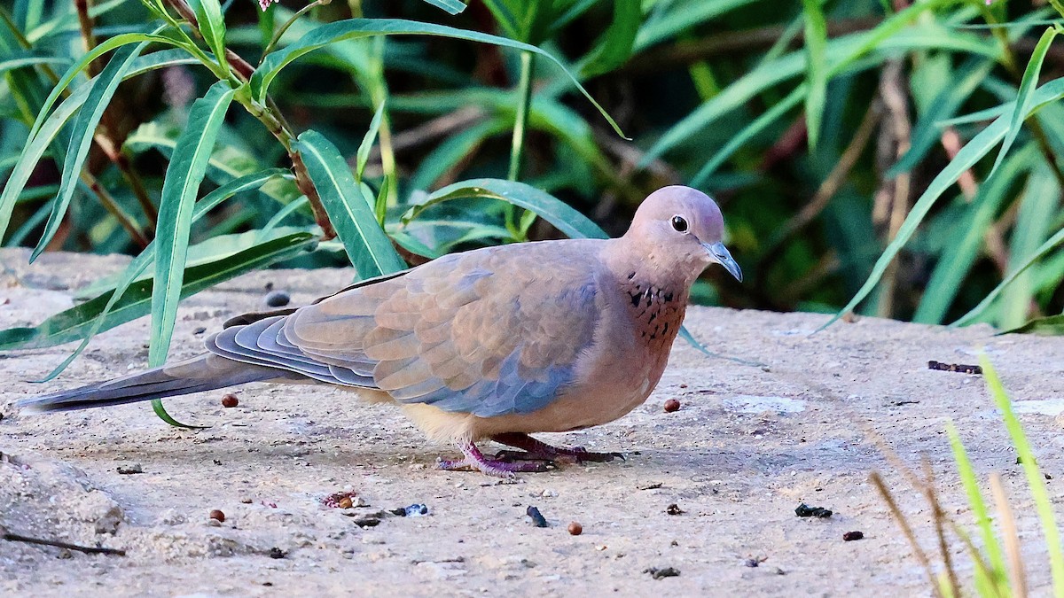 Tortora delle palme - ML644284756