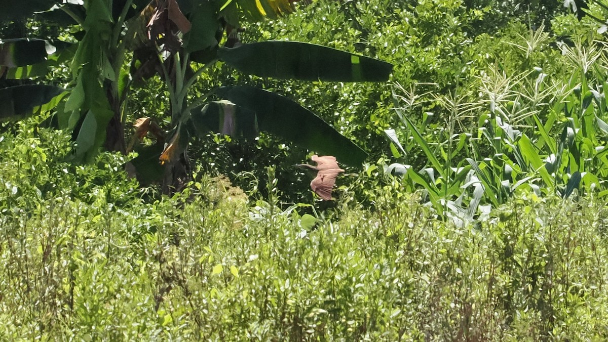 Cinnamon Bittern - ML644284761