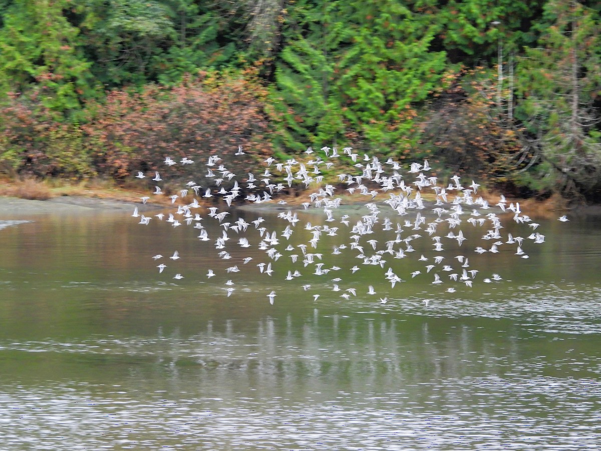 slukovec dlouhozobý - ML644284768