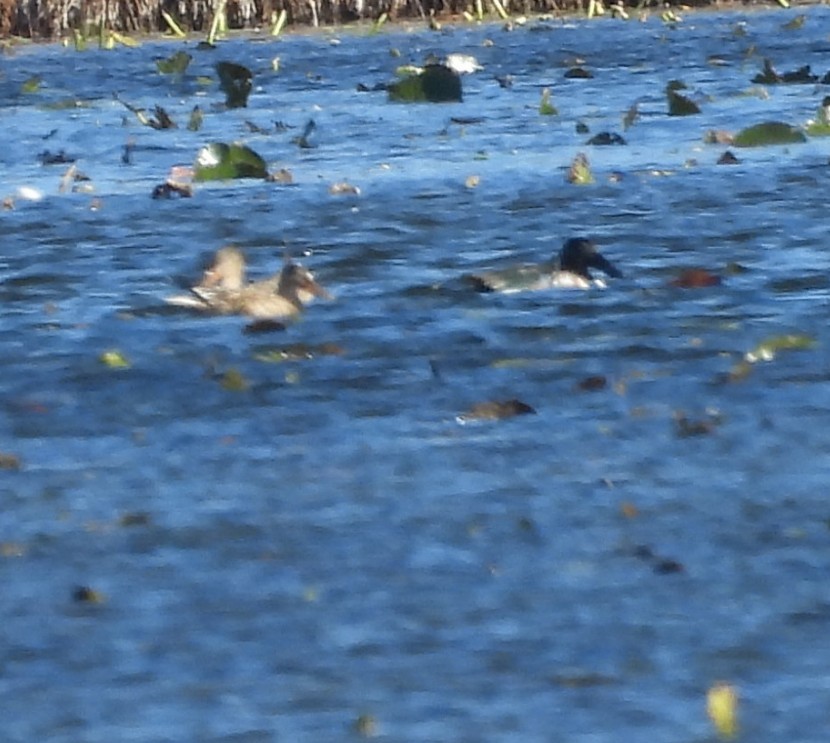 Халбага нугас - ML644284782