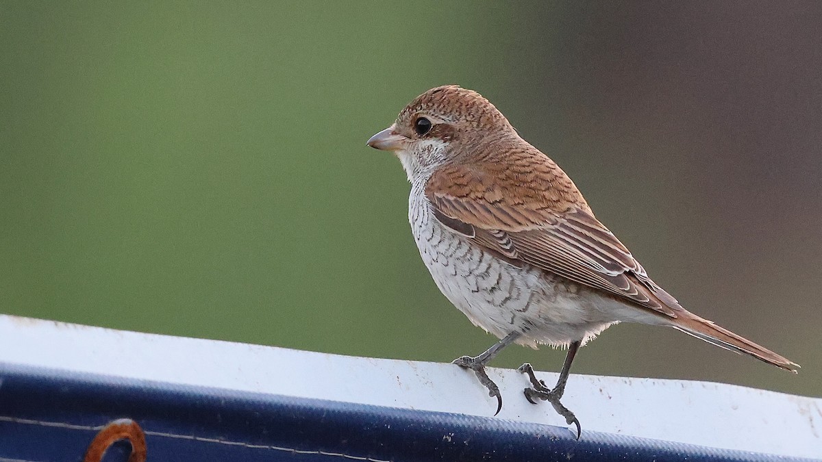 חנקן אדום-גב - ML644284792