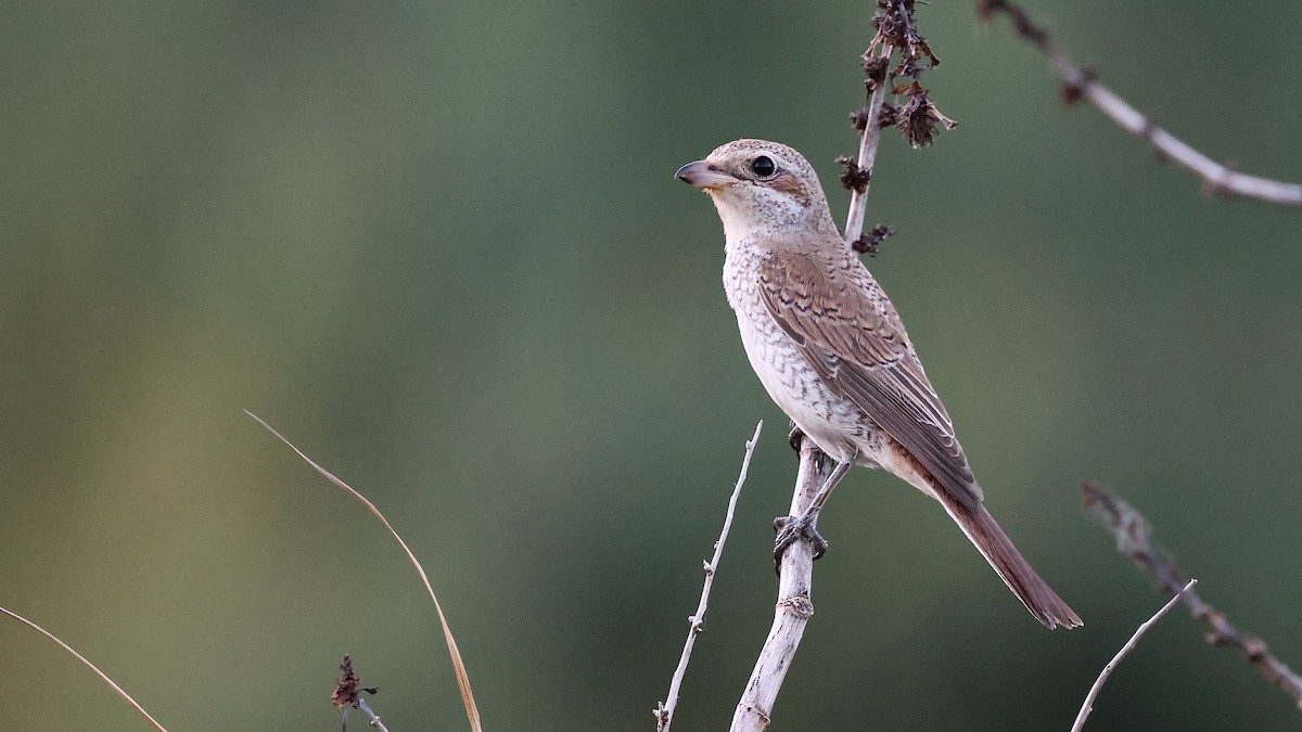 חנקן אדום-גב - ML644284793
