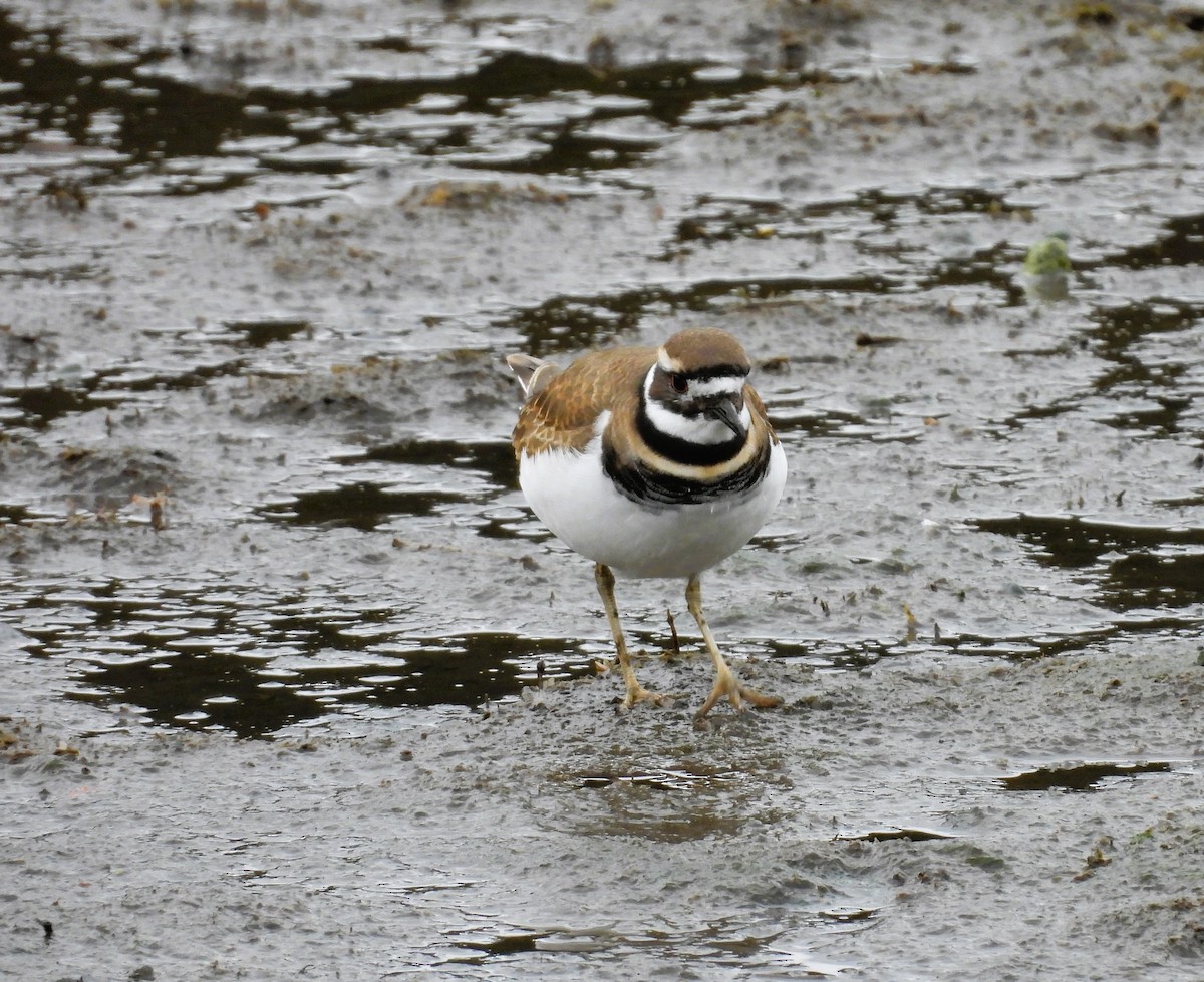 kulík rezavoocasý - ML644284795