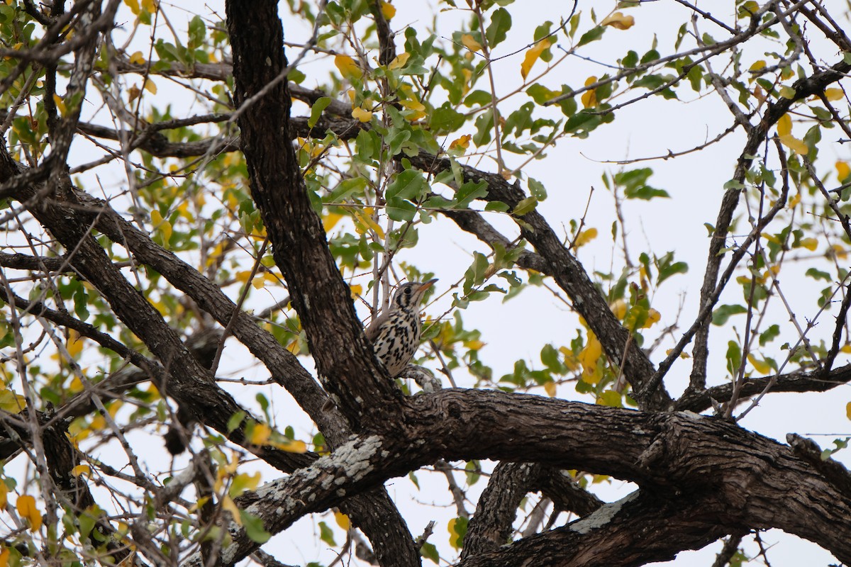 Groundscraper Thrush - ML644284803