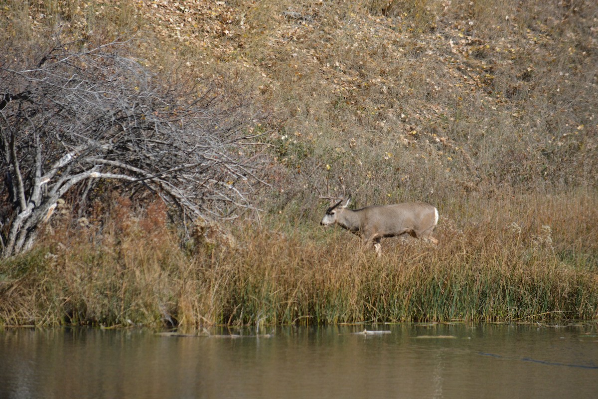 動物界 - ML644284805