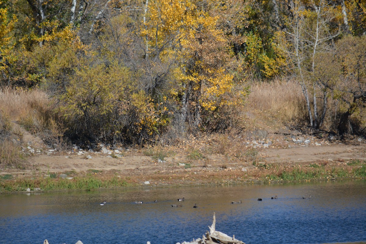 動物界 - ML644284806