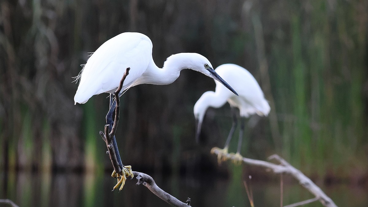 לבנית קטנה - ML644284808