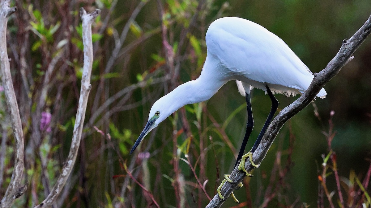 לבנית קטנה - ML644284809
