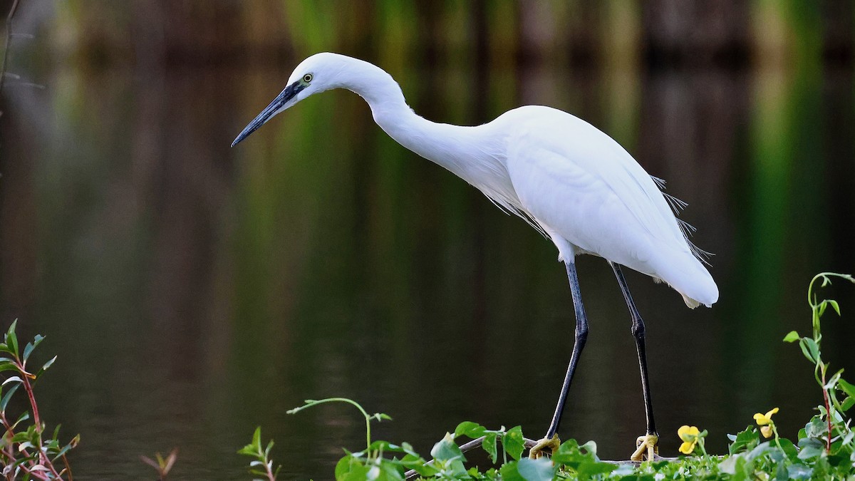 לבנית קטנה - ML644284810