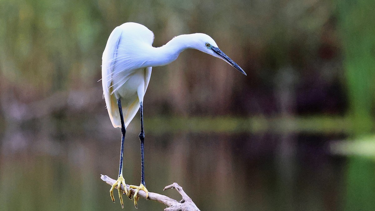 לבנית קטנה - ML644284811