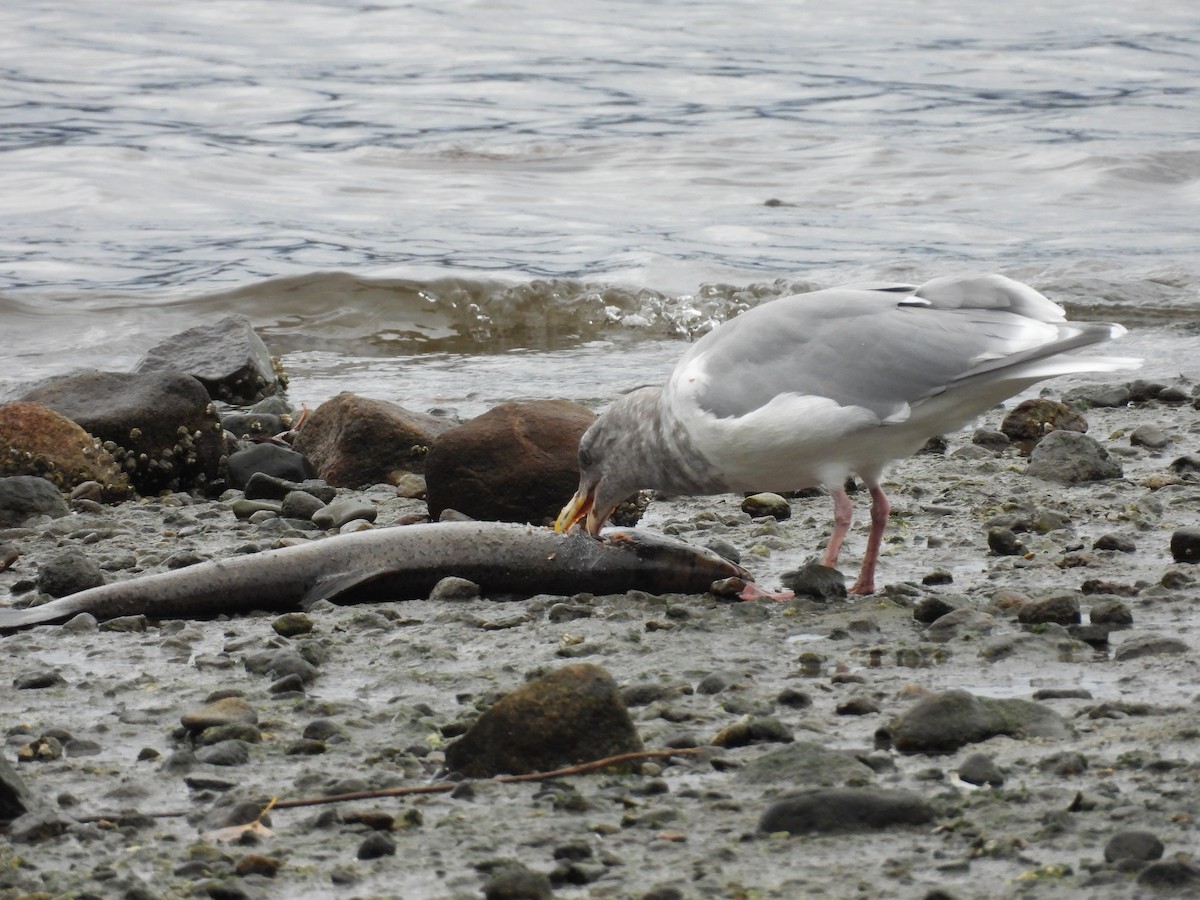 racek šedokřídlý - ML644284814