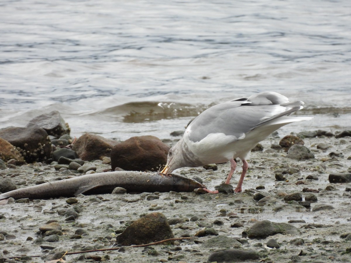 racek šedokřídlý - ML644284815