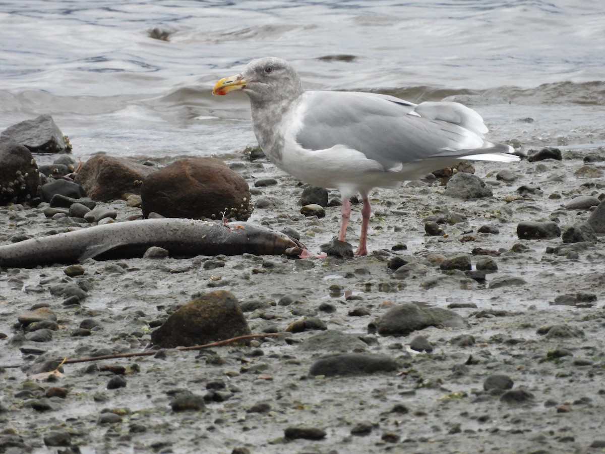 racek šedokřídlý - ML644284816