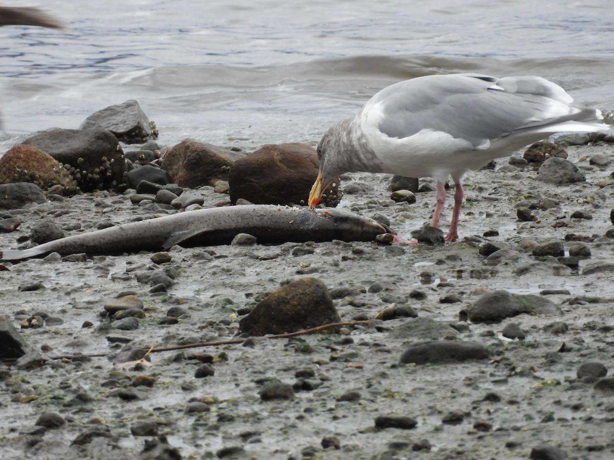 racek šedokřídlý - ML644284817