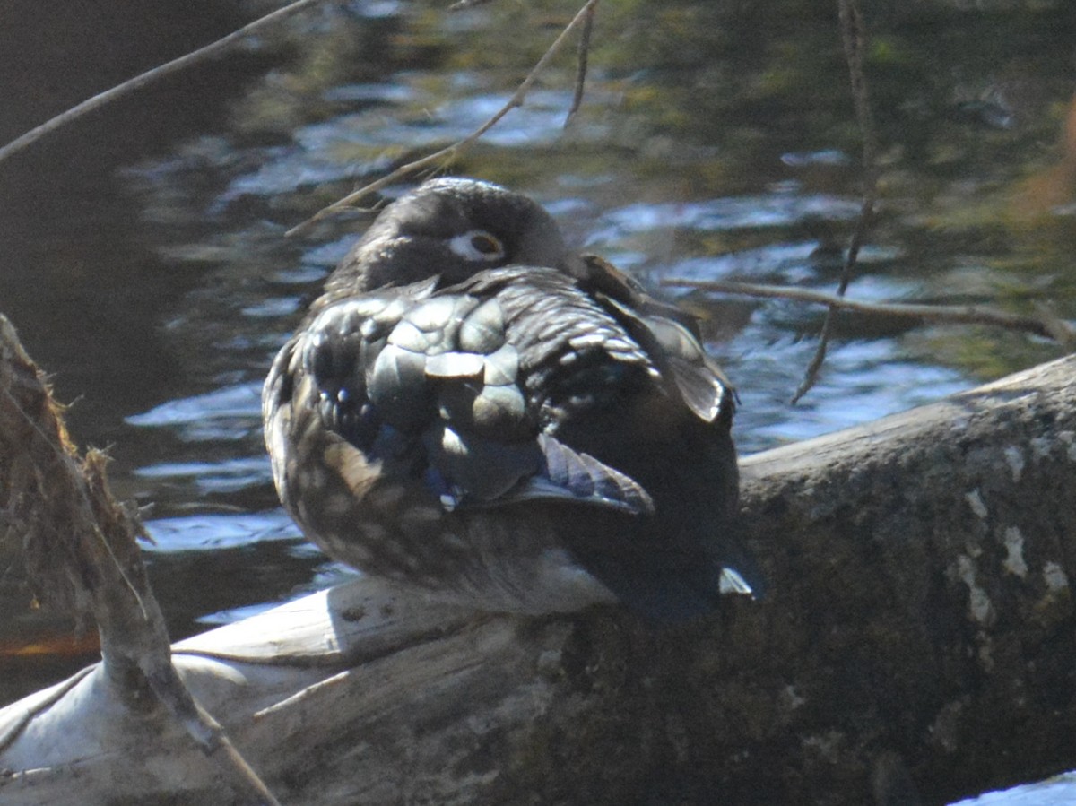 アメリカオシ - ML644284822