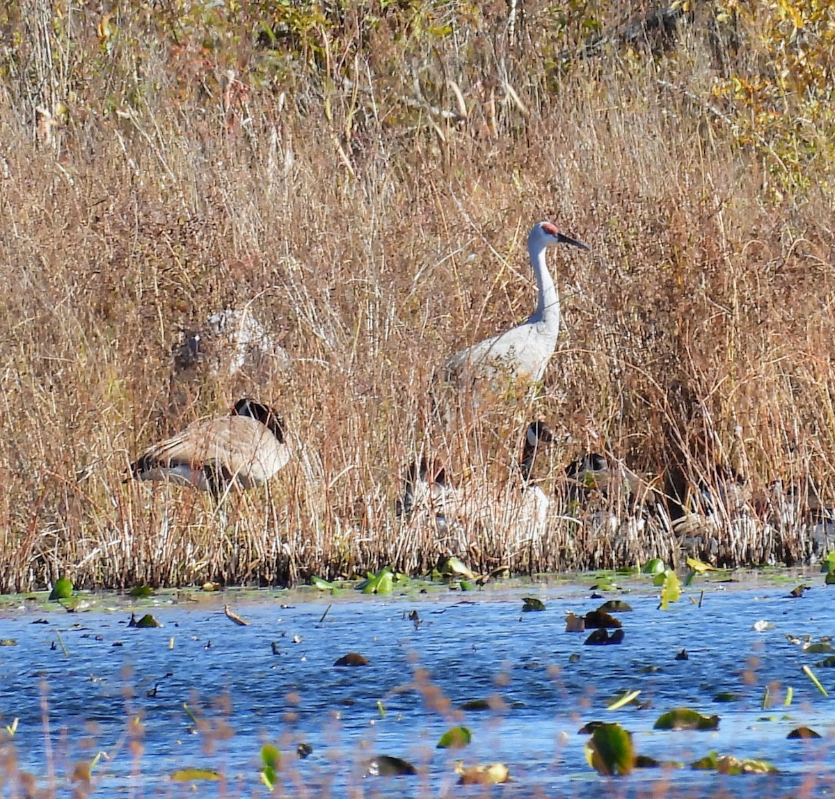 Орог тогоруу - ML644284828