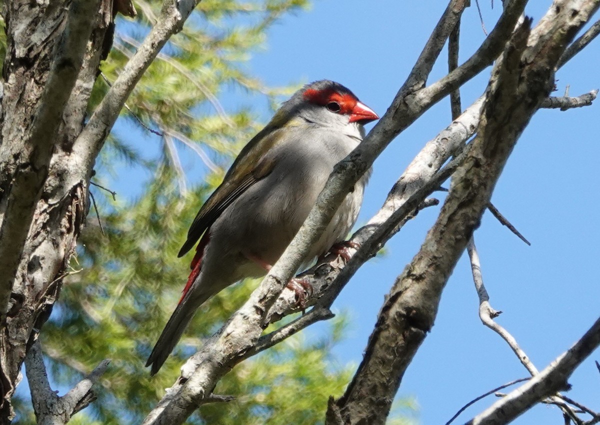 Амадина-рубінчик червоноброва - ML644284842