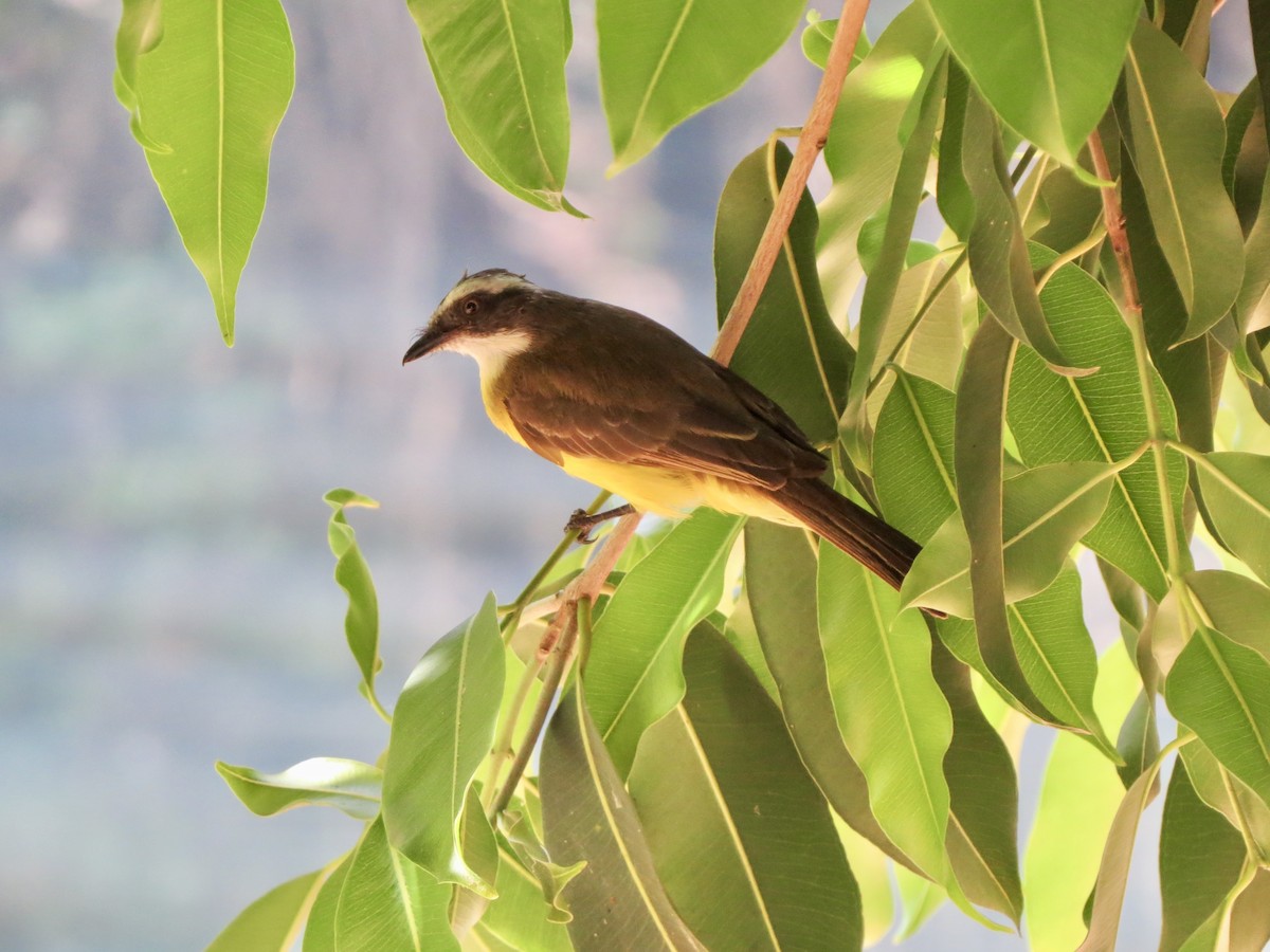 Tyran sociable - ML644284849