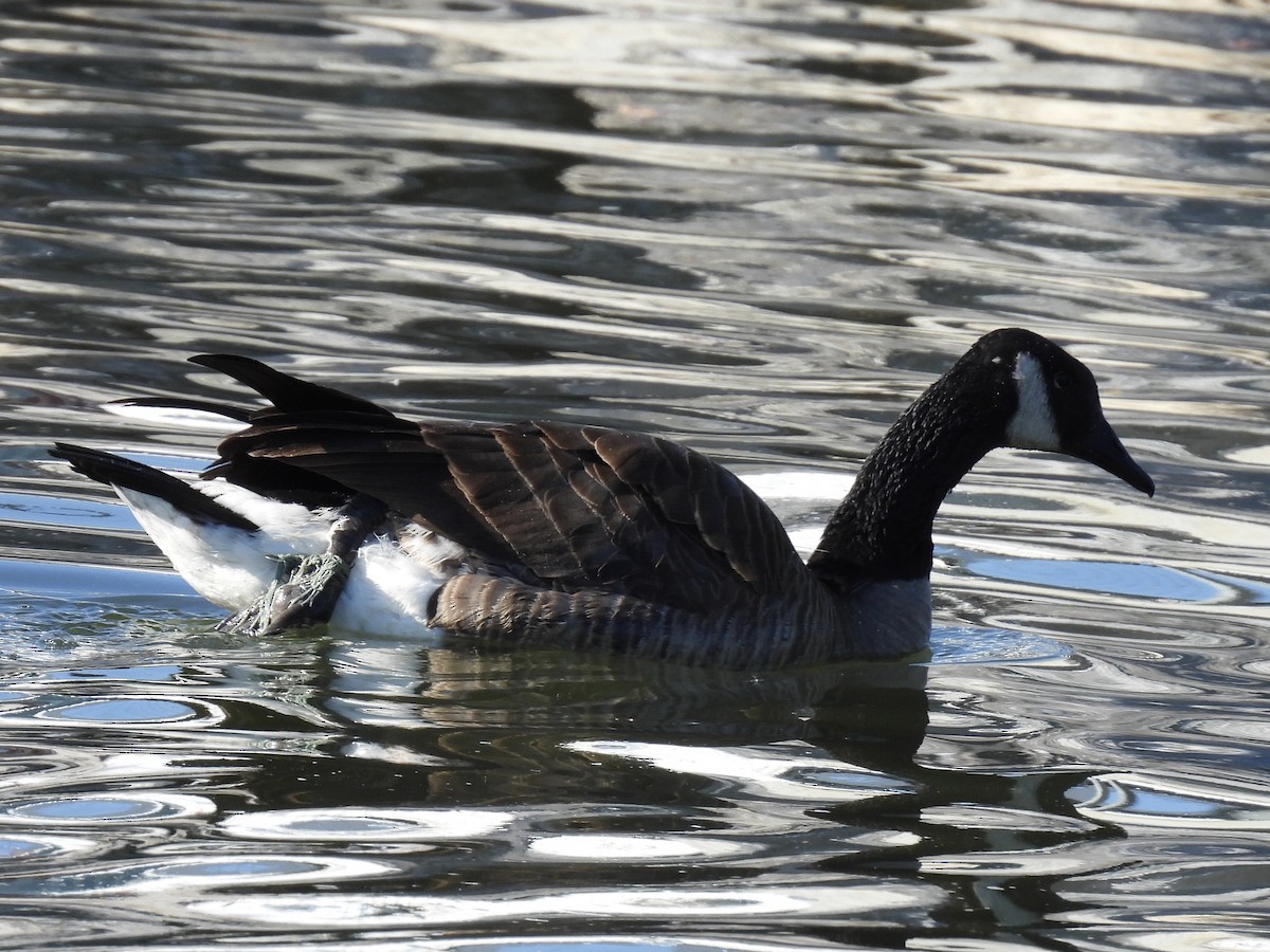 Oca canadese maggiore - ML644284857