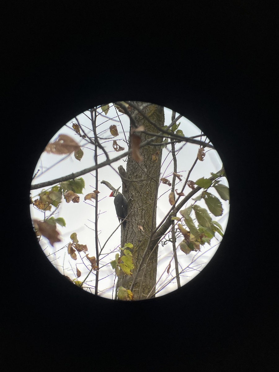 Хохлатая желна - ML644284863