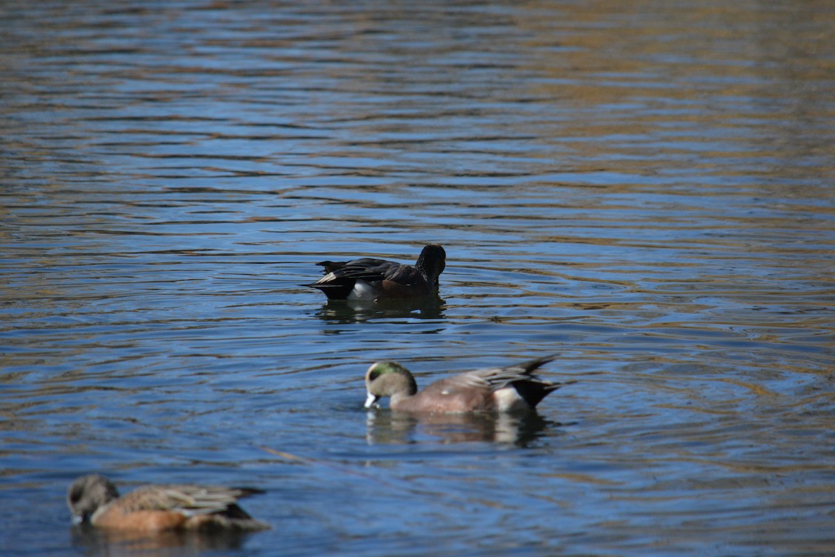 アメリカヒドリ - ML644284864