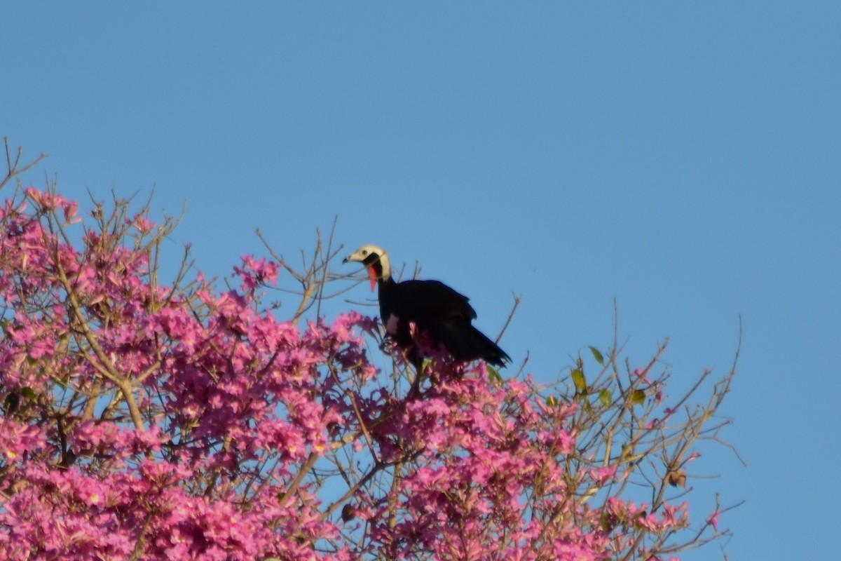 Red-throated Piping-Guan - ML644284866