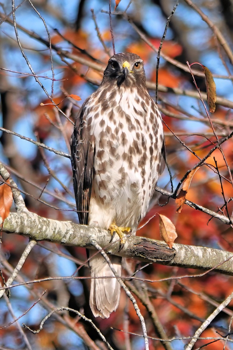 Buse à épaulettes - ML644284868