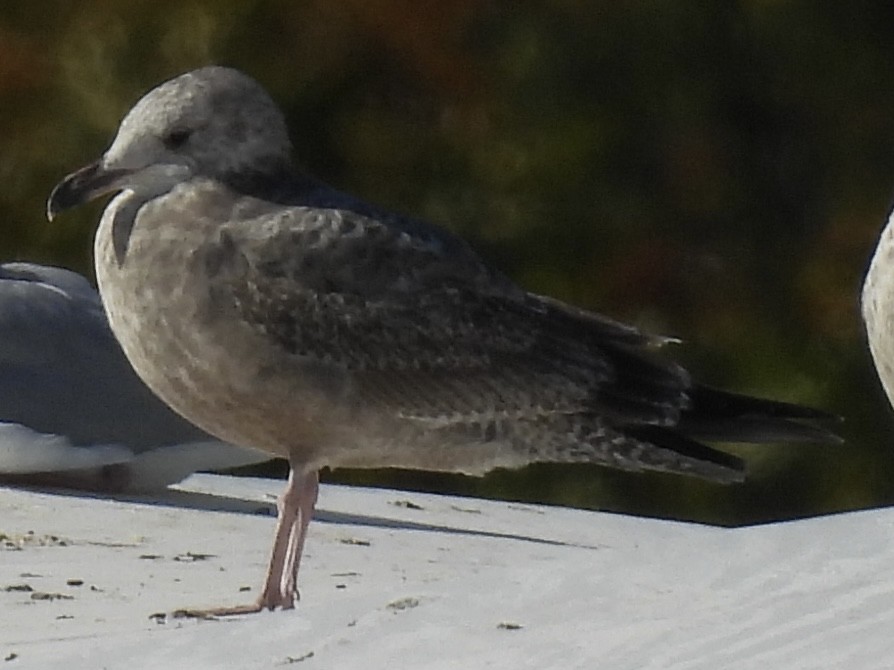 Goéland hudsonien - ML644284871
