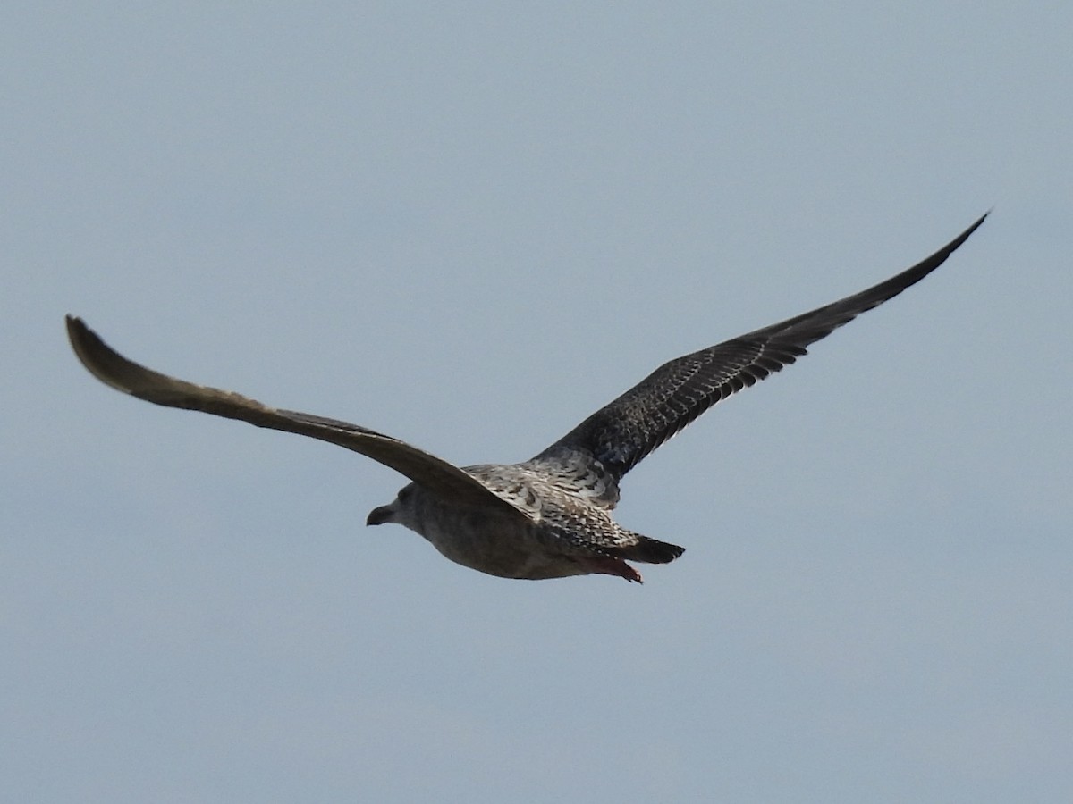 Goéland hudsonien - ML644284872