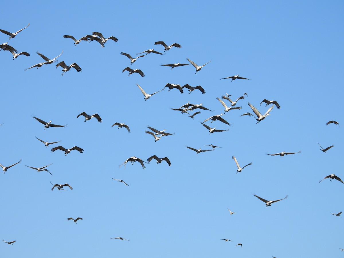 Grue du Canada - ML644284873