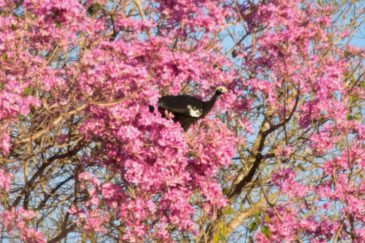 Pénélope de Gray - ML644284874