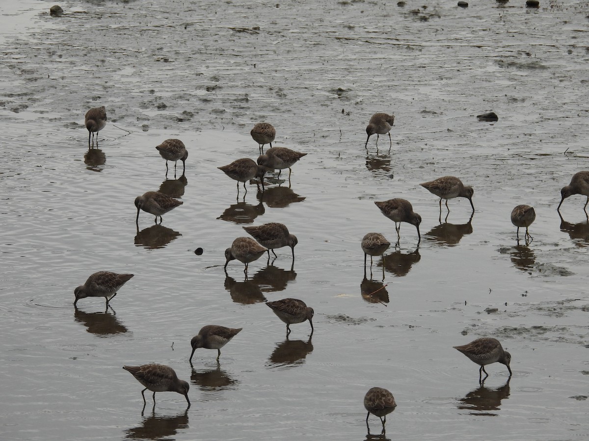 Bécassin à long bec - ML644284875