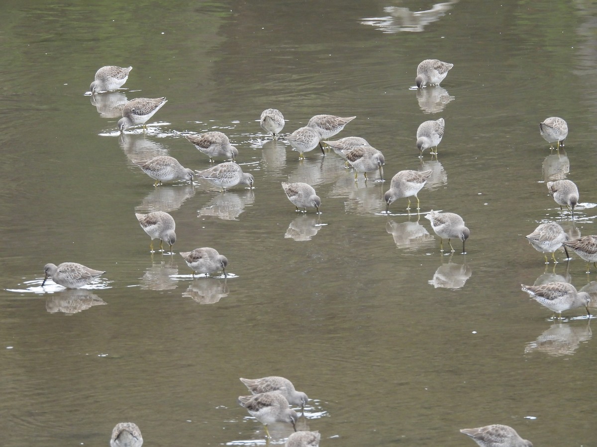 Bécassin à long bec - ML644284876