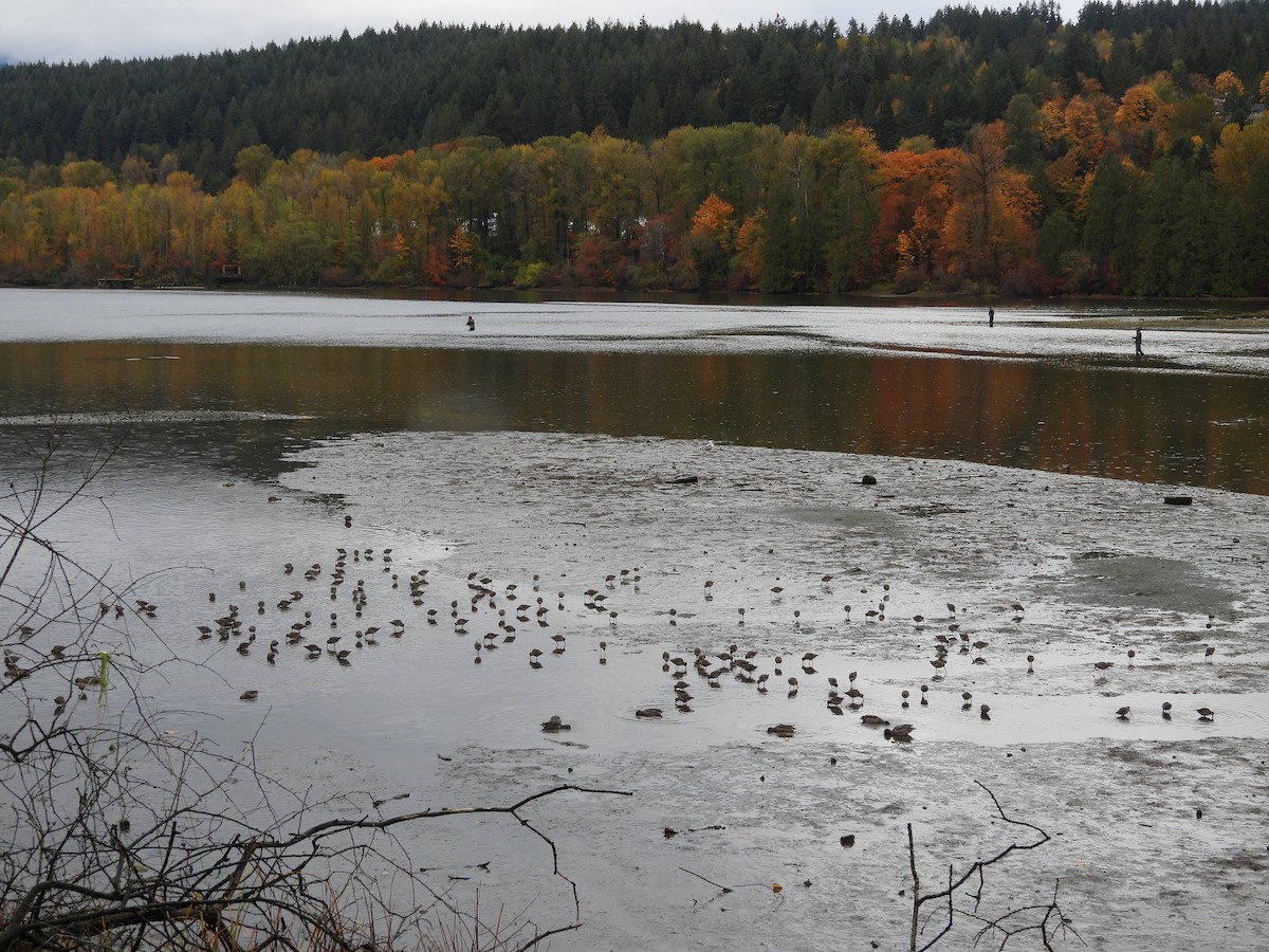 Bécassin à long bec - ML644284877