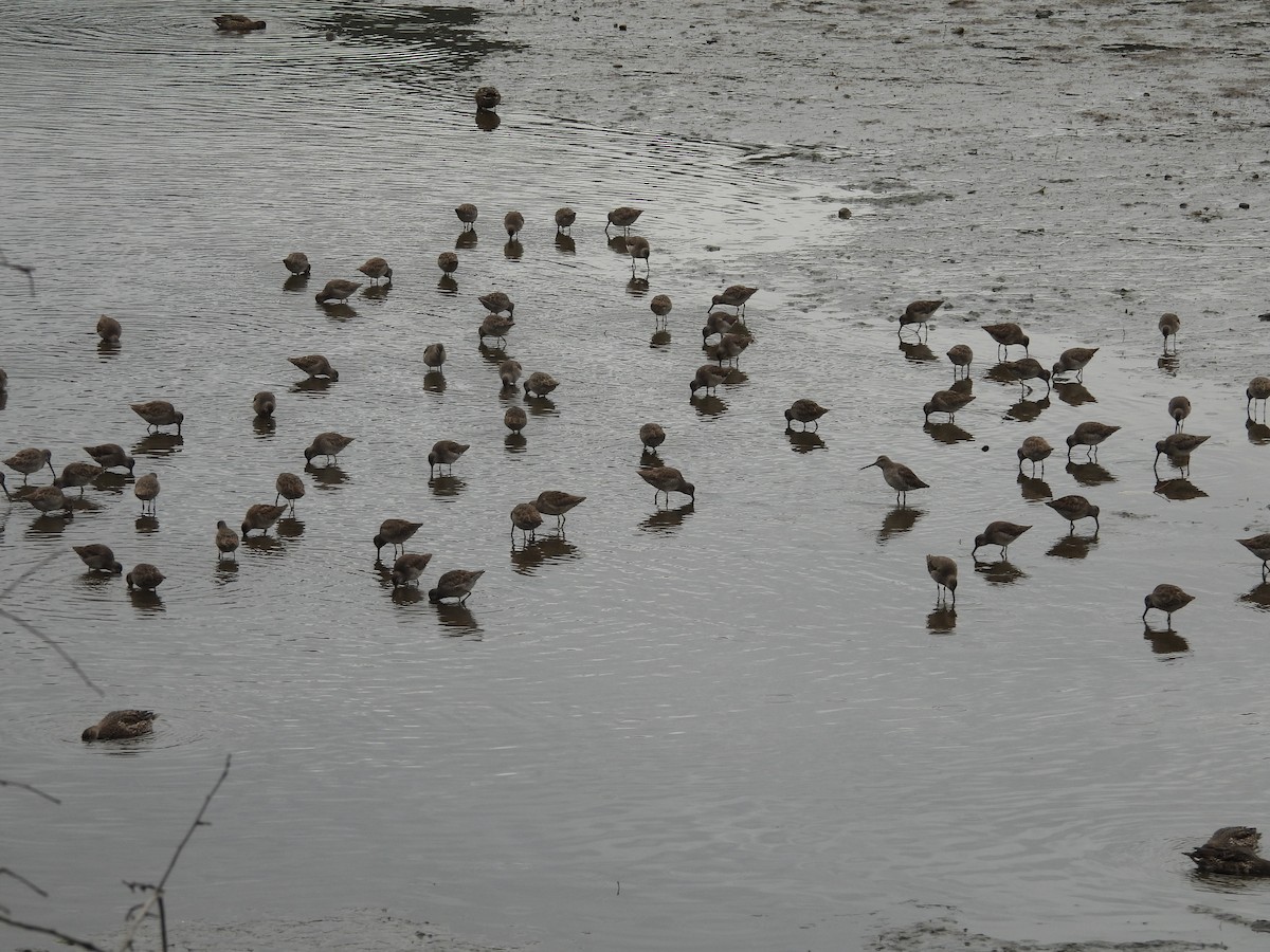 Bécassin à long bec - ML644284878