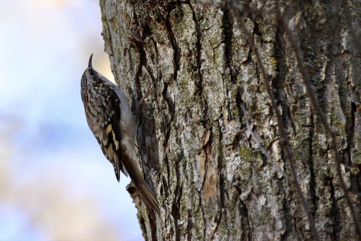 Grimpereau brun - ML644284879