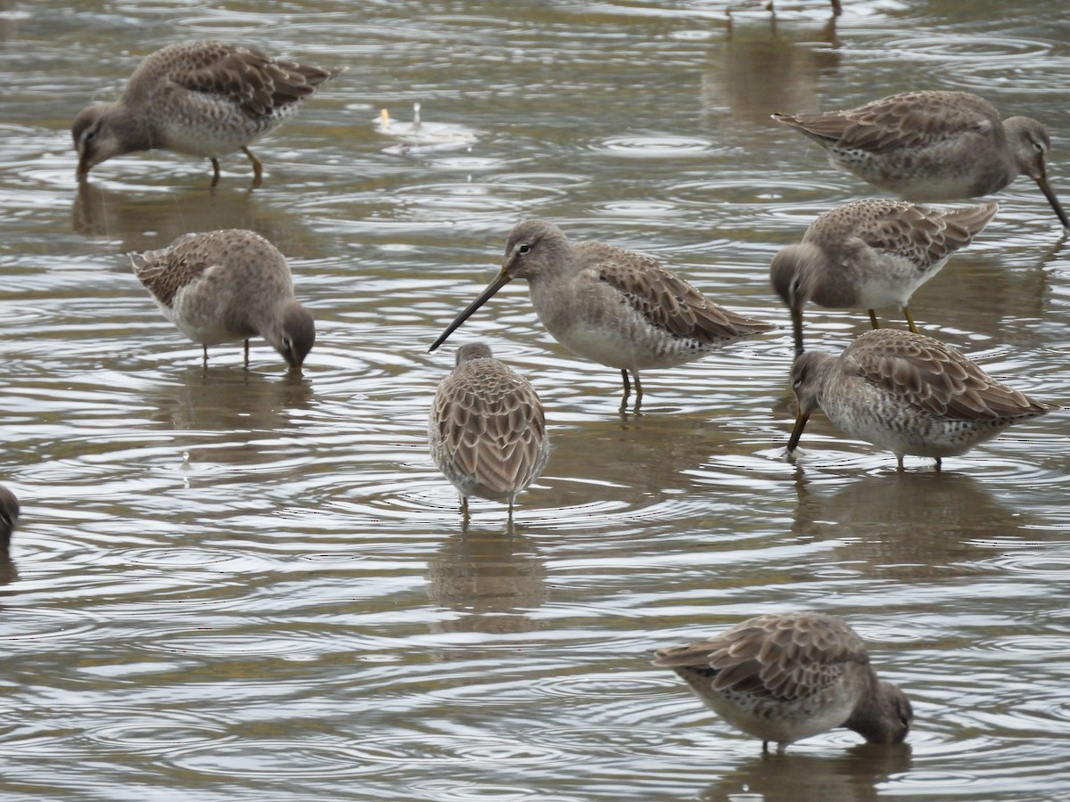 Bécassin à long bec - ML644284880